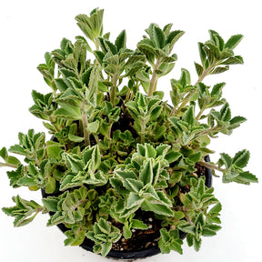 Plectranthus neochilus Mike's Fuzzy Wuzzy