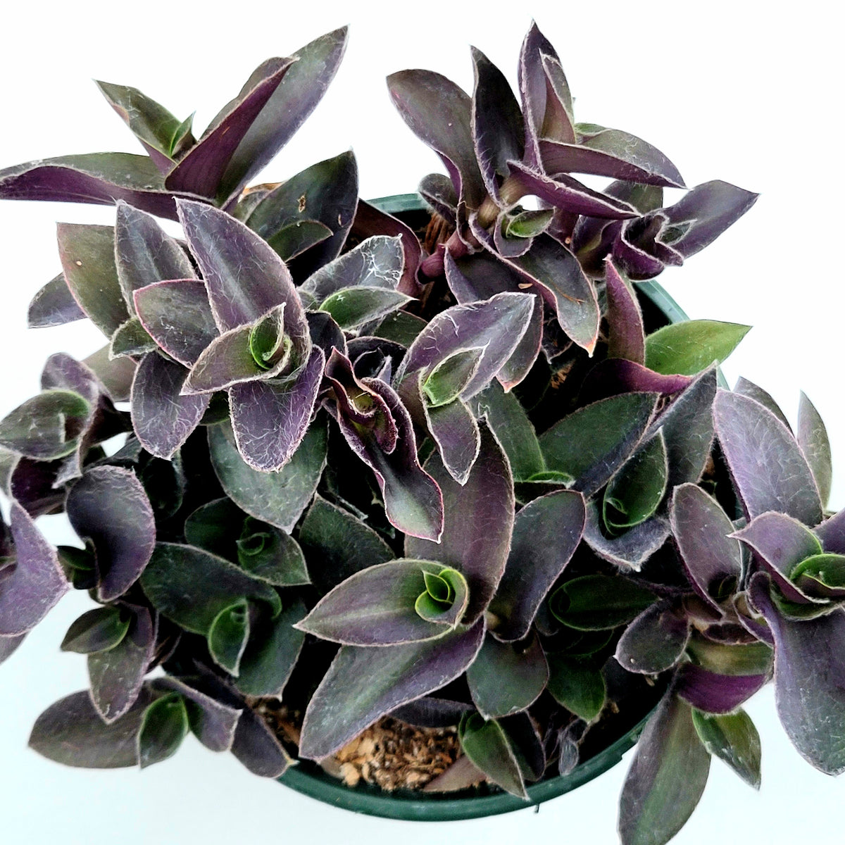 Tradescantia pallida 'Purple Heart' Wandering Dude