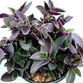 Tradescantia pallida 'Purple Heart' in pot, dense purple-green leaves.