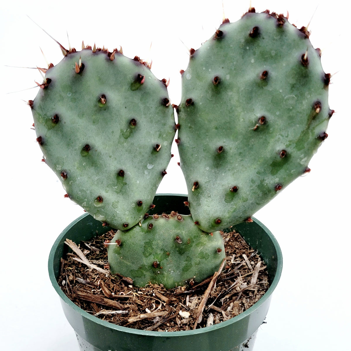 Santa Rita Purple Prickly Pear Cactus - Succulents Depot