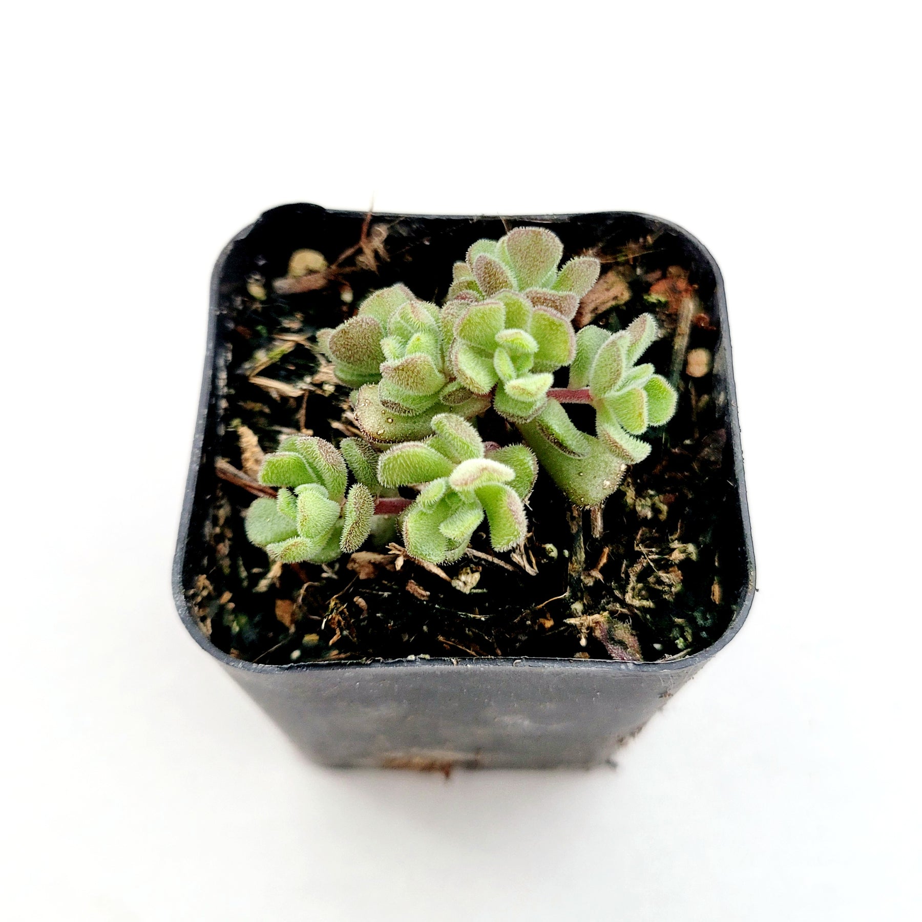 Sedum versadense Korean Succulent