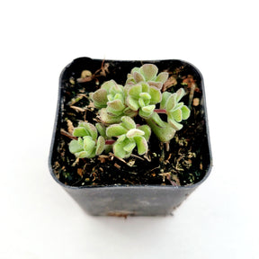 sedum versadense korean succulent Sedum versadense Korean Succulent 2 Inch #A