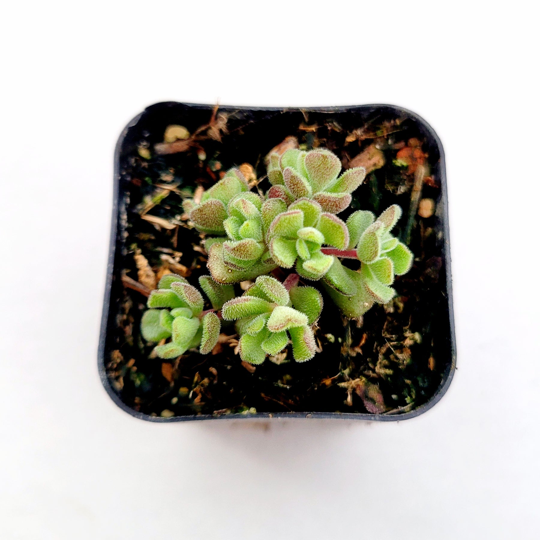 Sedum versadense Korean Succulent