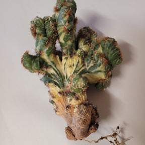 Peruvianus Montrose "Red Spine" Cactus - Succulents Depot