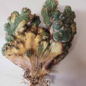 Peruvianus Montrose "Red Spine" Cactus - Succulents Depot