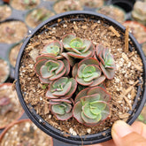 Echeveria Suyon