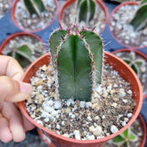 Pachycereus marginatus cactus seedling in nursery pot.