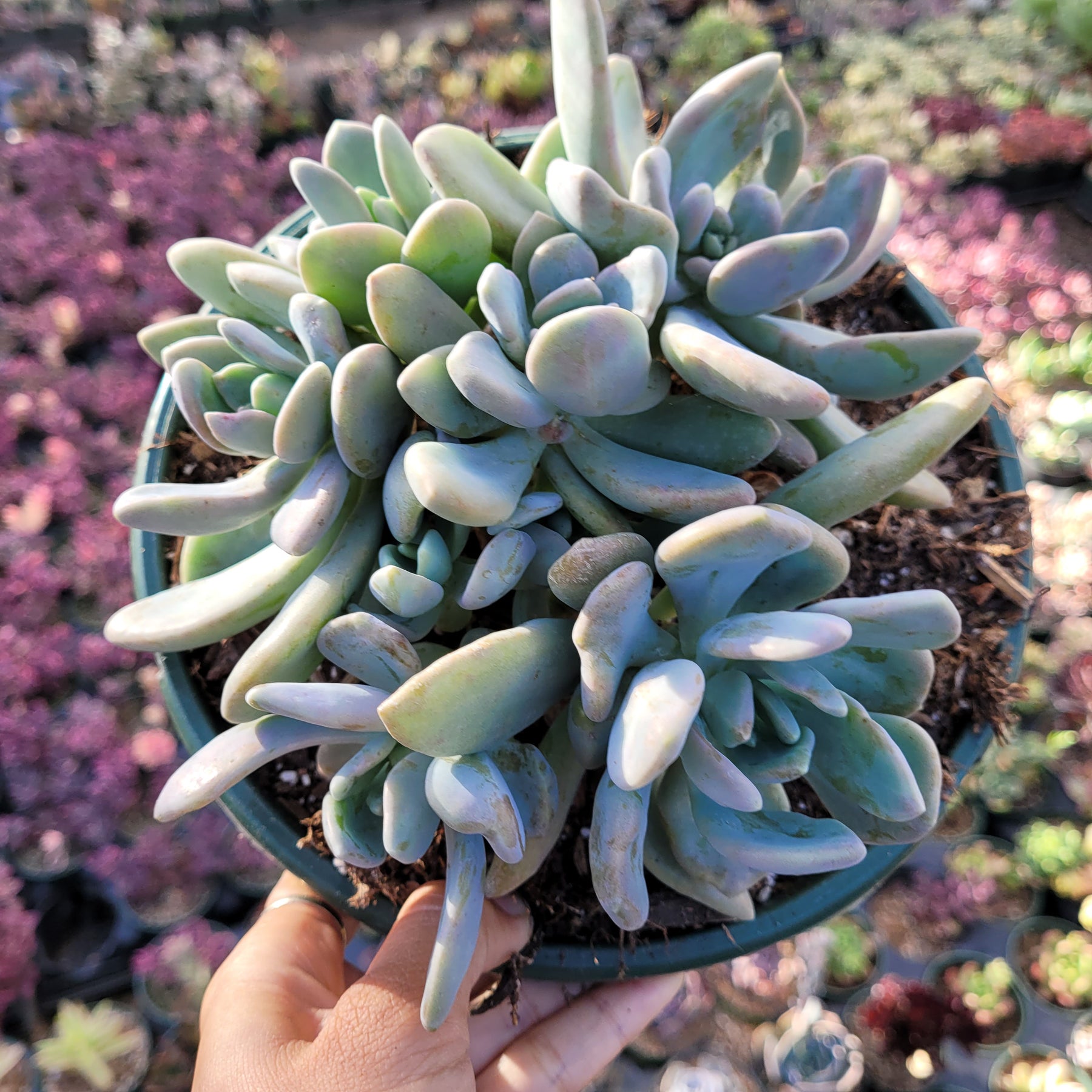 succulent pachyveria Pachyveria Sp