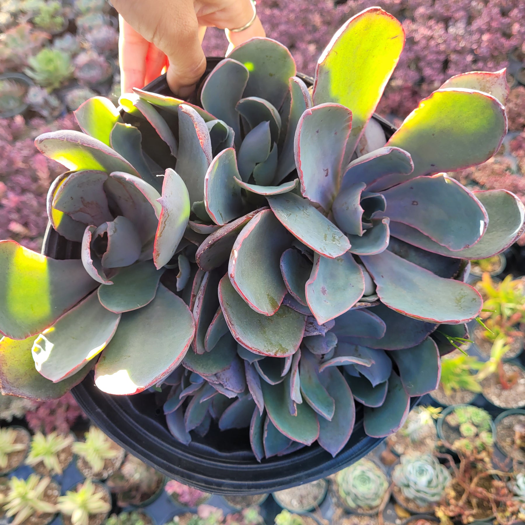afterglow succulent Echeveria 'Afterglow'