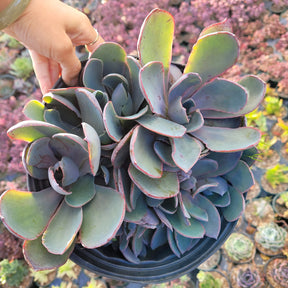 Echeveria 'Afterglow' - Succulents Depot