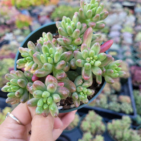 Sedum rubrotinctum 'Aurora' Pink Jelly Bean - Succulents Depot