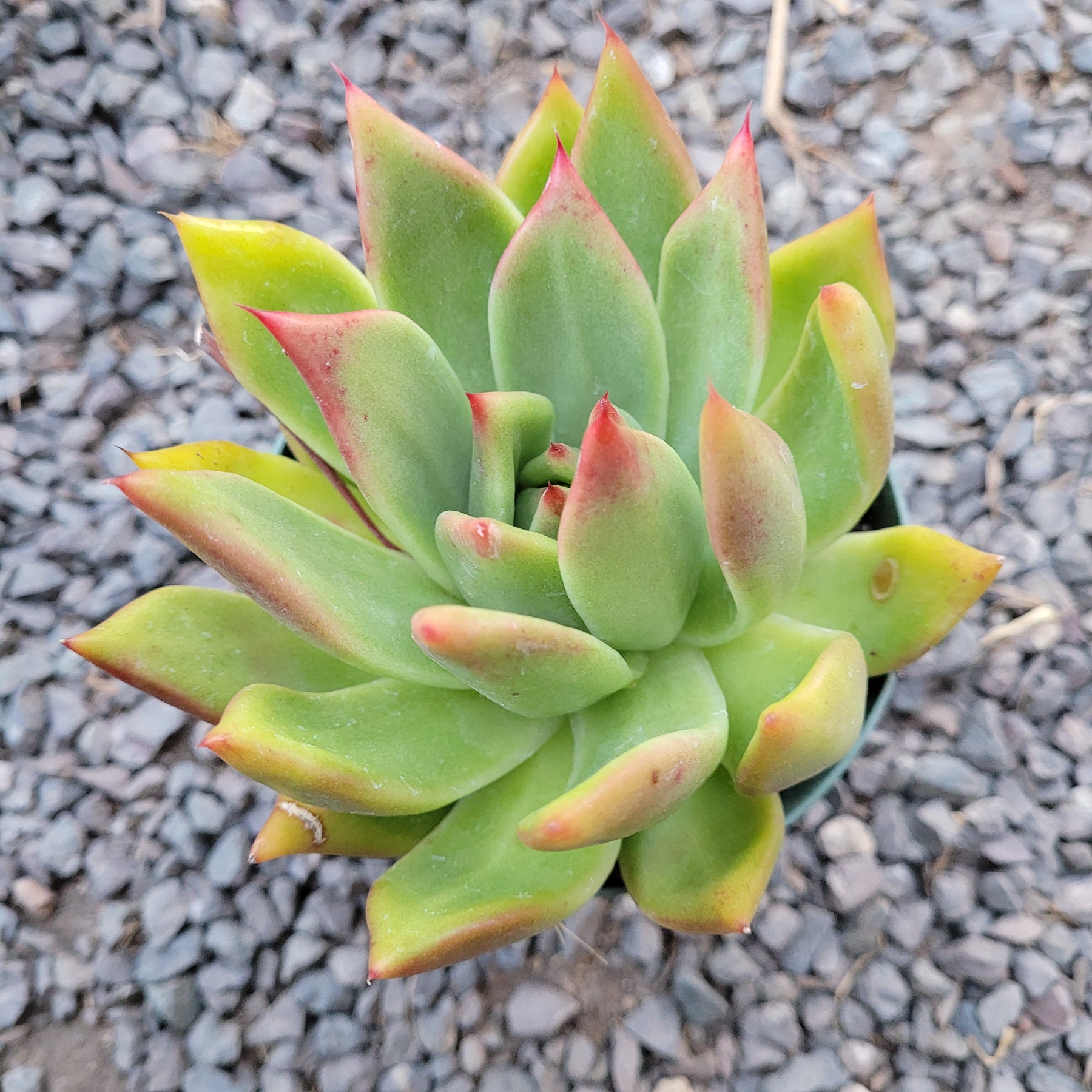 altenew mega succulent Echeveria agavoides 'Frank Reinelt'