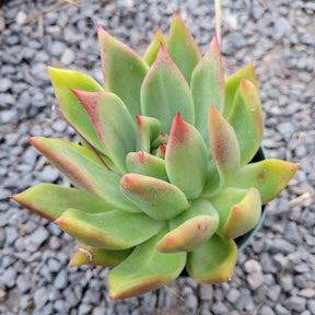 Echeveria agavoides 'Frank Reinelt'
