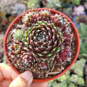 succulent cinnamon Sempervivum Chick Charms® Cinnamon Starburst™