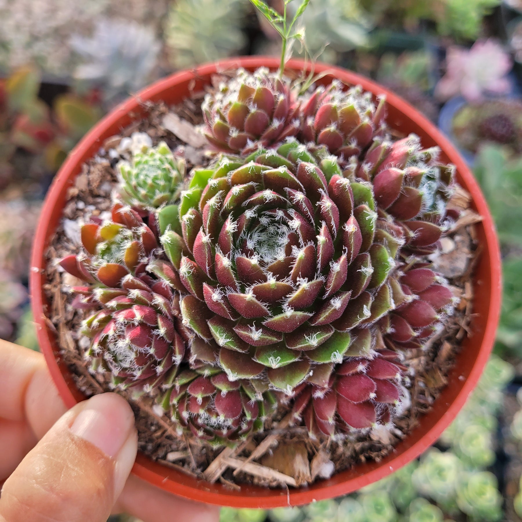 cinnamon starburst succulent Sempervivum Chick Charms® Cinnamon Starburst™