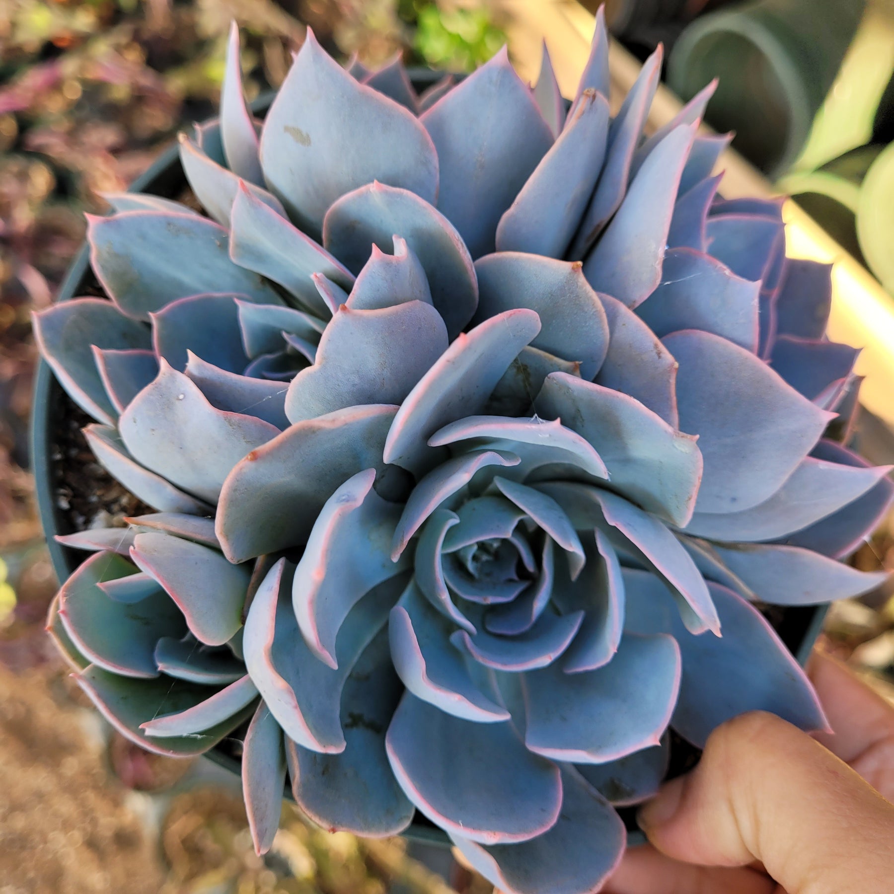 echeveria subsessilis succulent Echeveria 'Morning Beauty'