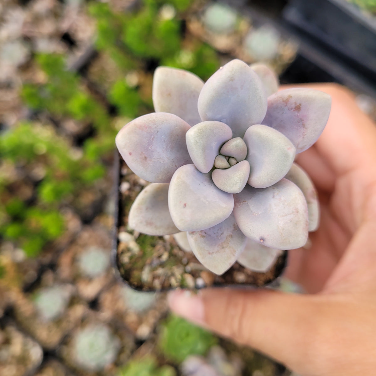 Graptopetalum Allen