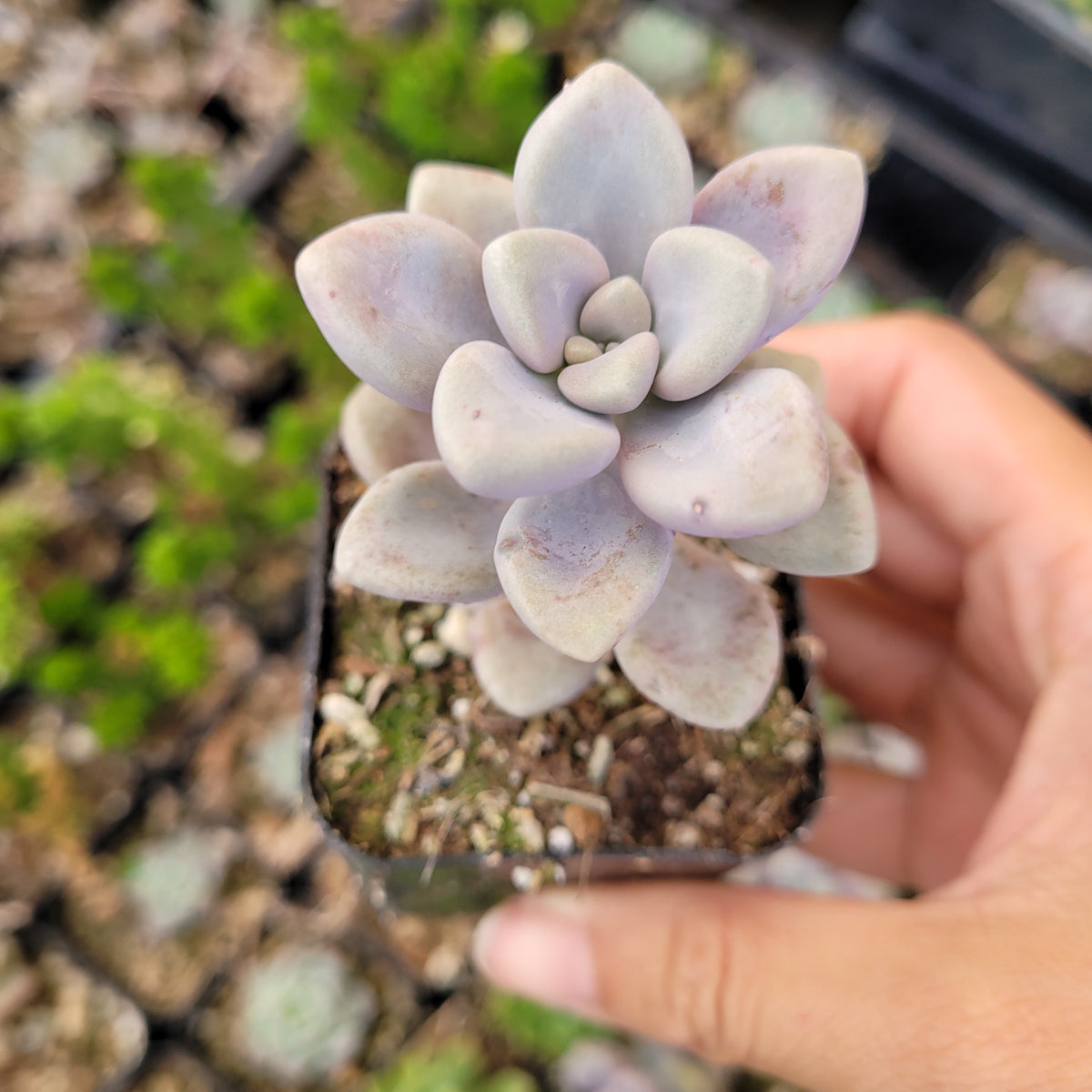 Graptopetalum Allen