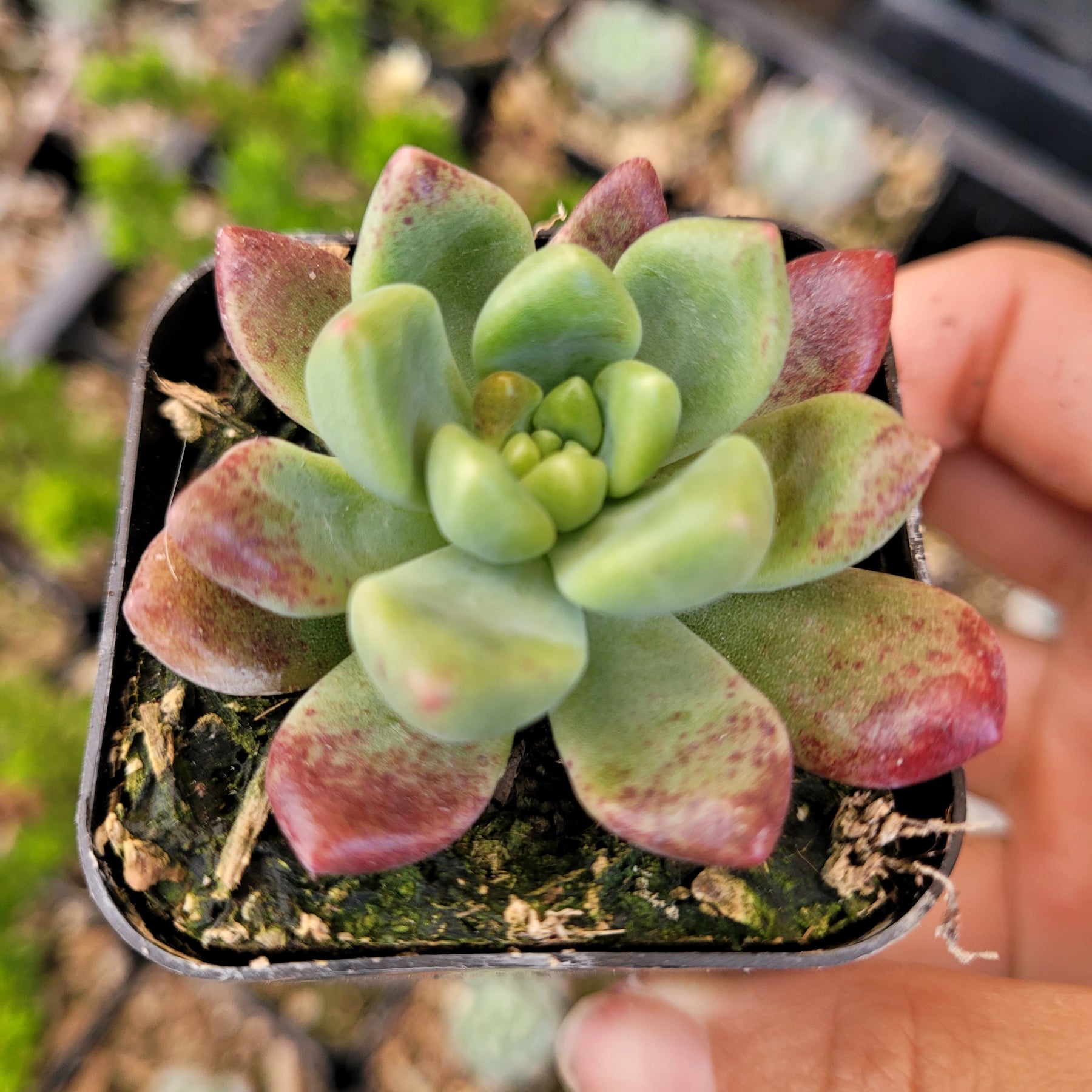 chanel succulent Graptoveria 'Chanel'