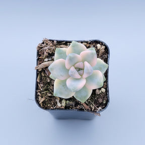 succulent variegation Graptoveria Titubans Variegated 2 Inch Regular / Non-Variegated