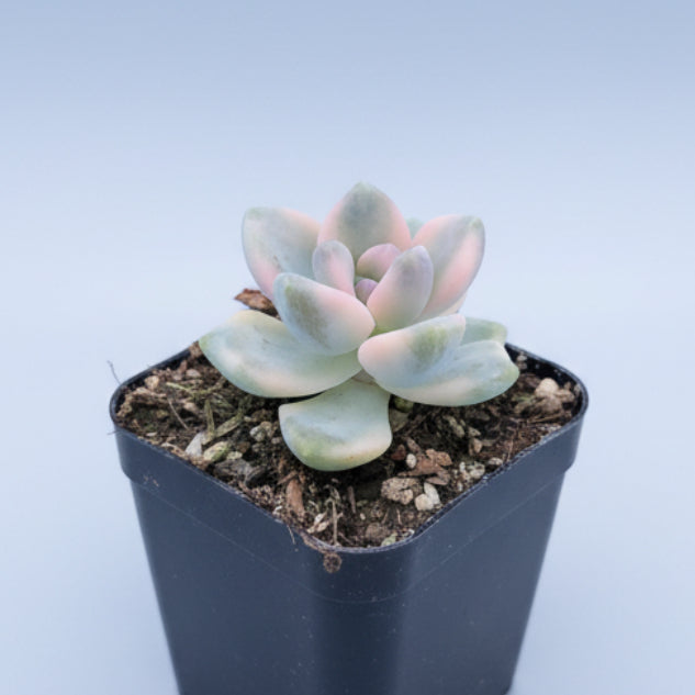 Graptoveria Titubans Variegated succulent in a nursery pot.