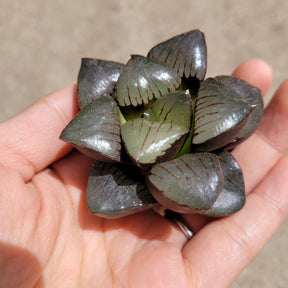 Haworthia springbokvlakensis cv. ‘Crystal Ball’