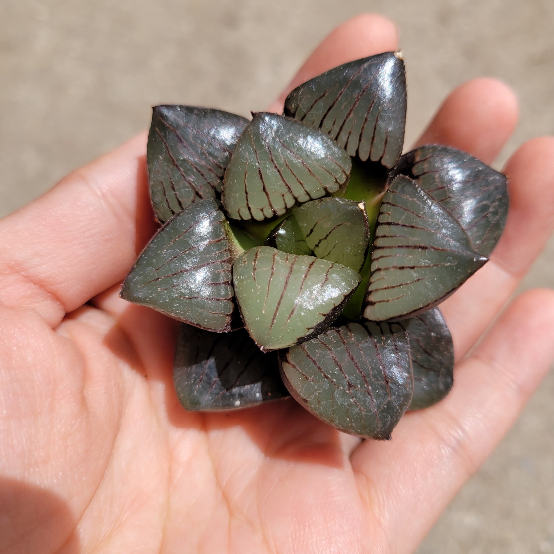 haworthia crystal succulent Haworthia springbokvlakensis cv. 'Crystal Ball'