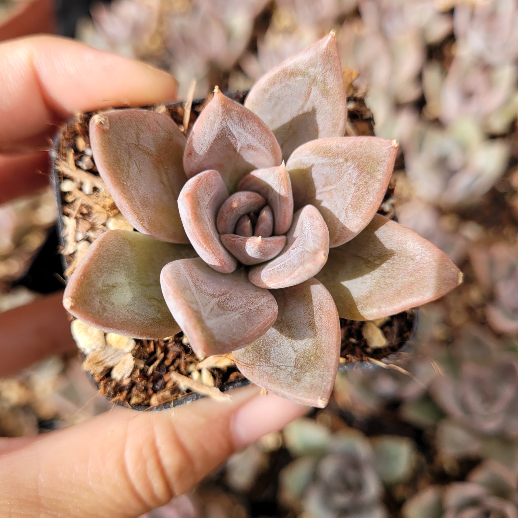 silver queen succulent Echeveria 'Silver queen'