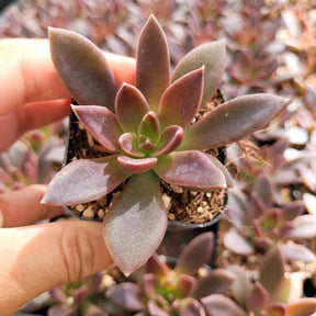 Echeveria 'Serrana'