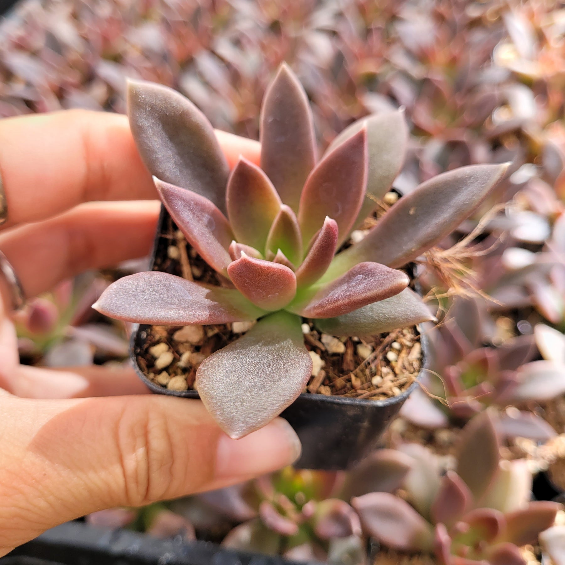 serrana succulent Echeveria 'Serrana'