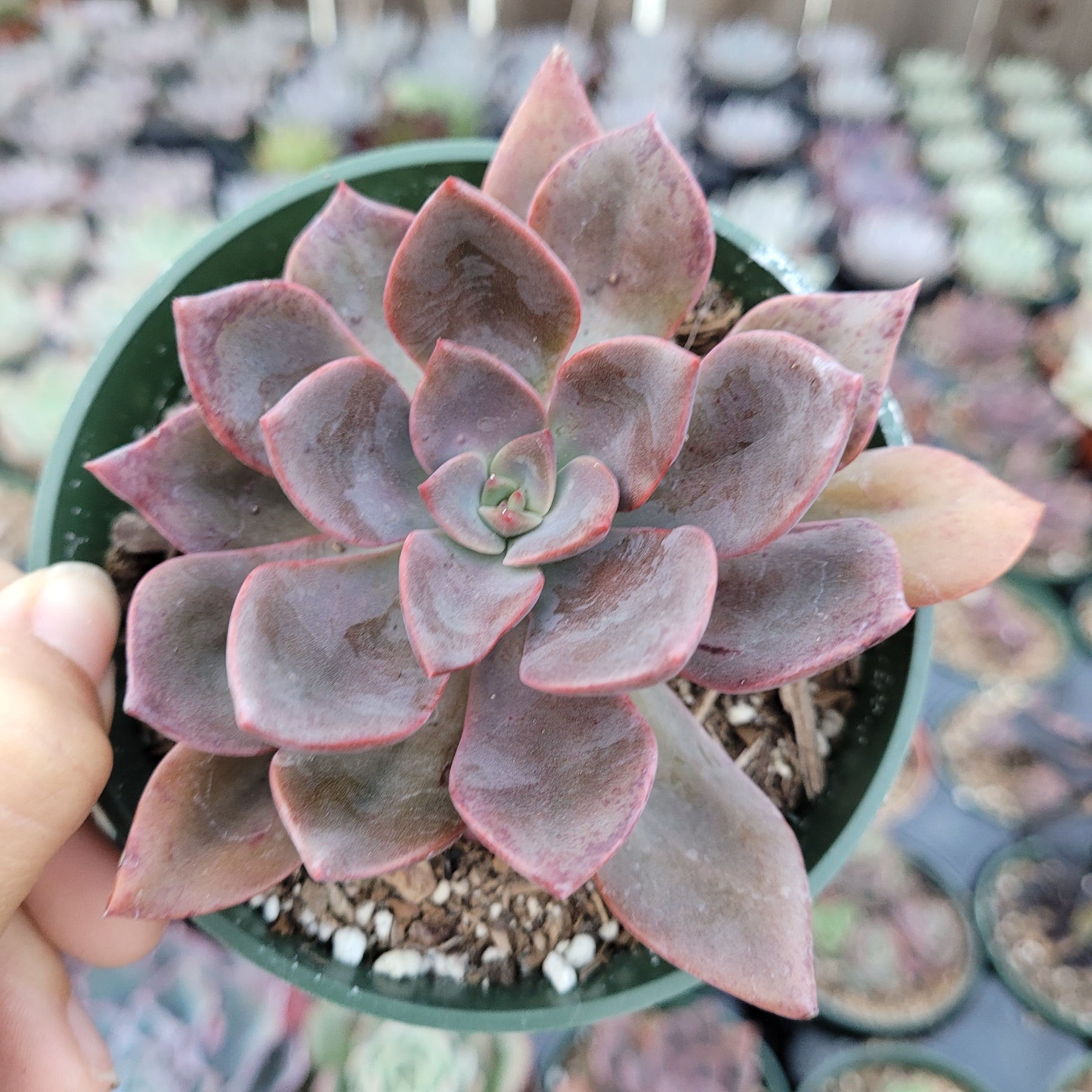 maroon succulent Echeveria Maroon Hill -