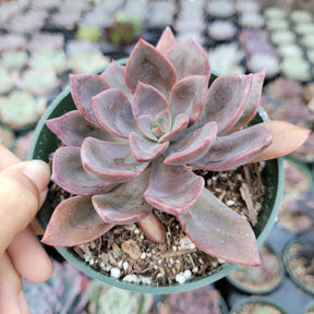 Echeveria Maroon Hill