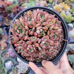 Sedeveria 'Pink Ruby'