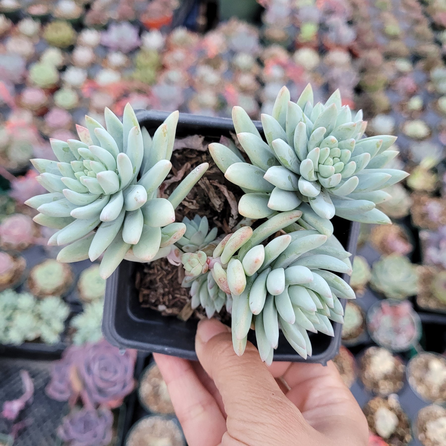 succulents and frost Sedeveria 'Silver Frost'