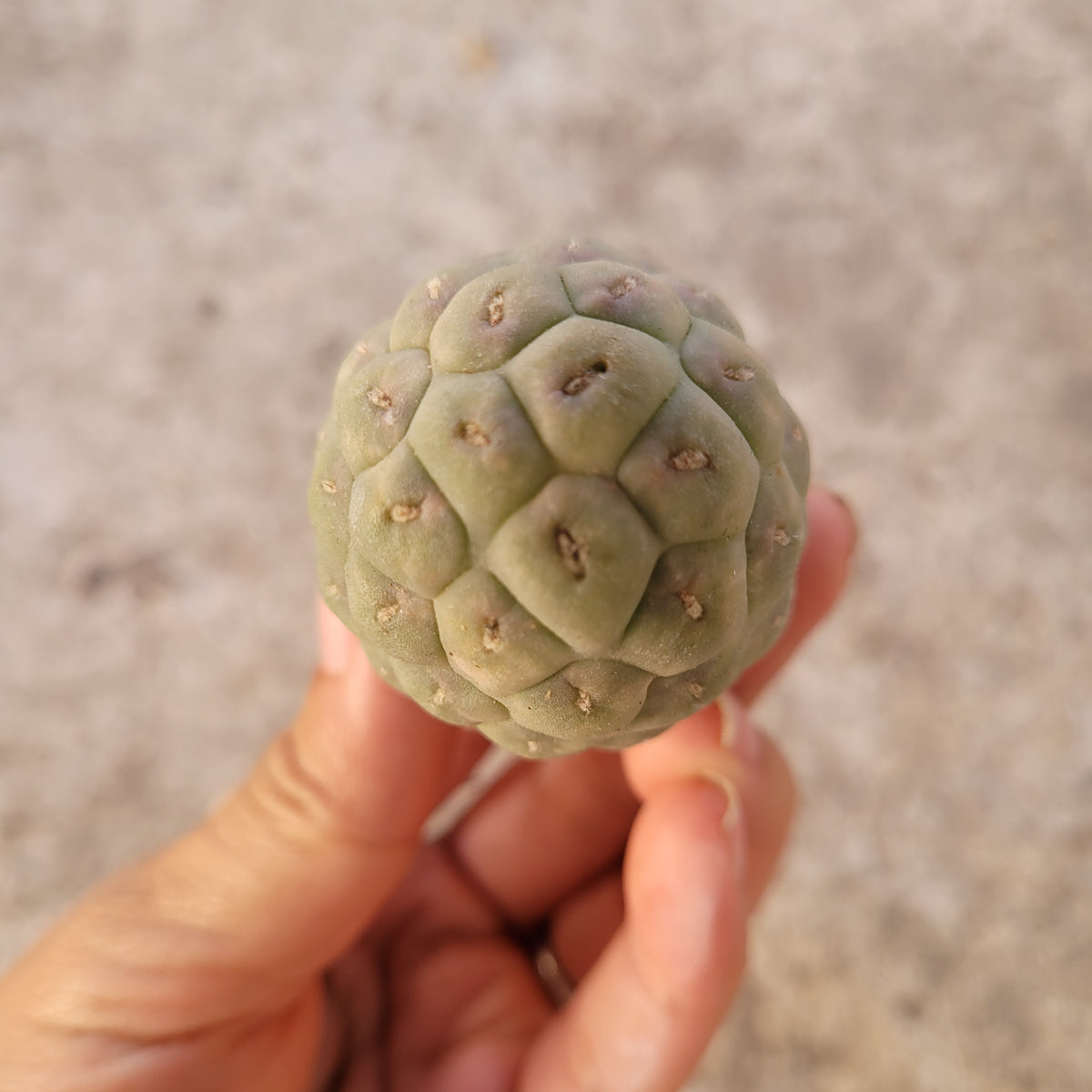 Tephrocactus geometricus