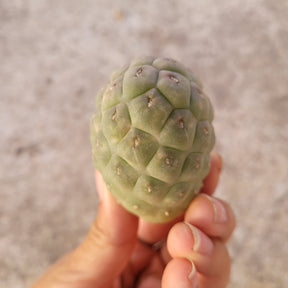Tephrocactus geometricus
