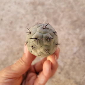 Tephrocactus geometricus