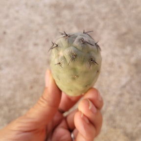 Tephrocactus geometricus