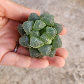 Haworthia cooperi var. truncata