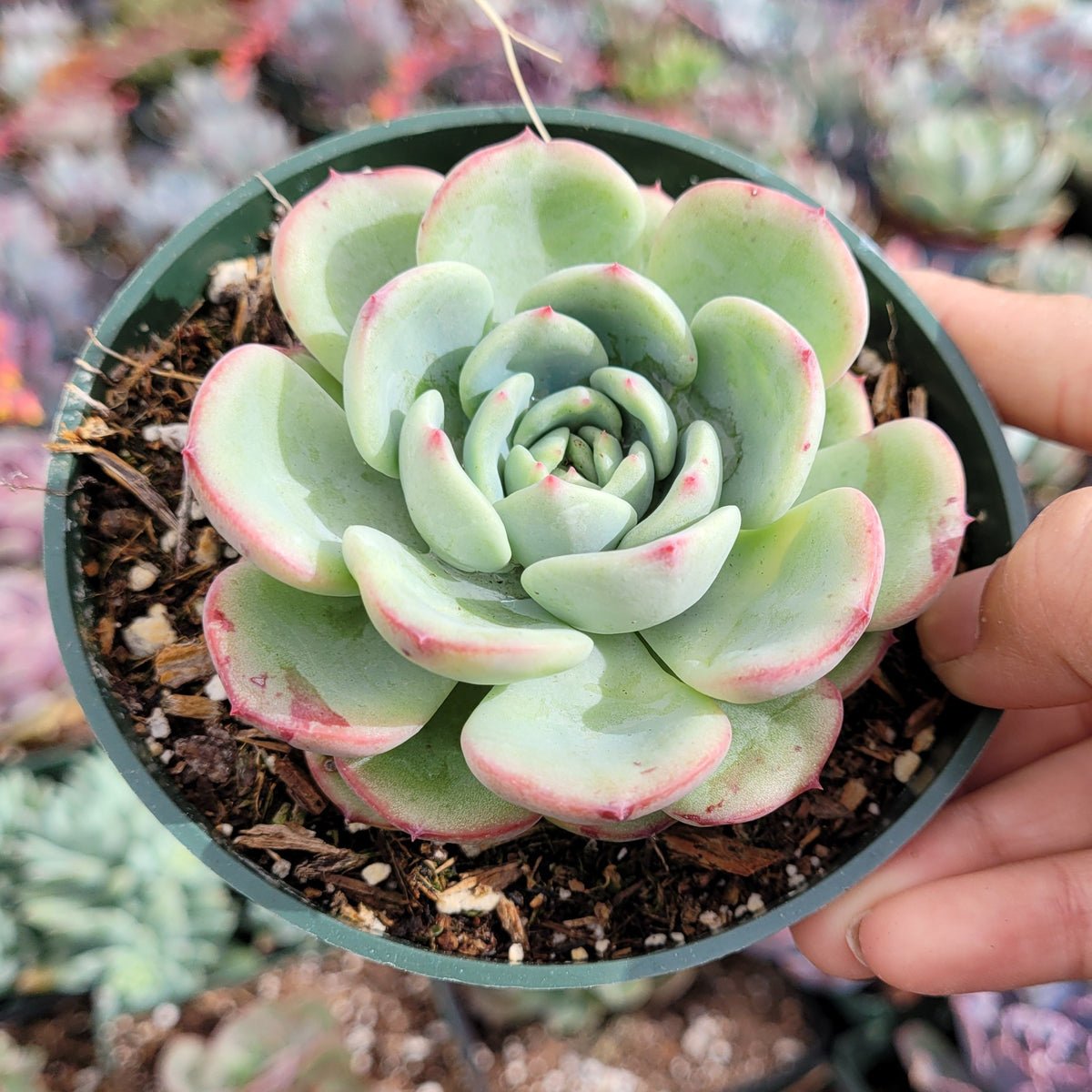 Echeveria Salmon