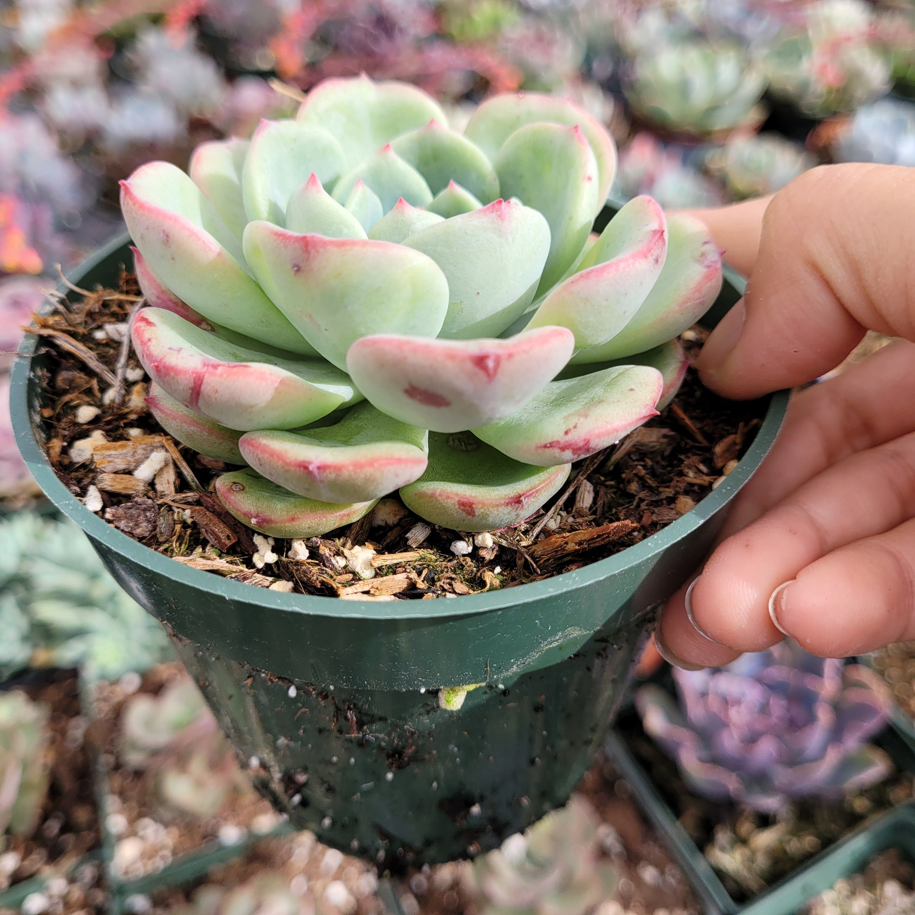 round shaped succulent Echeveria Salmon