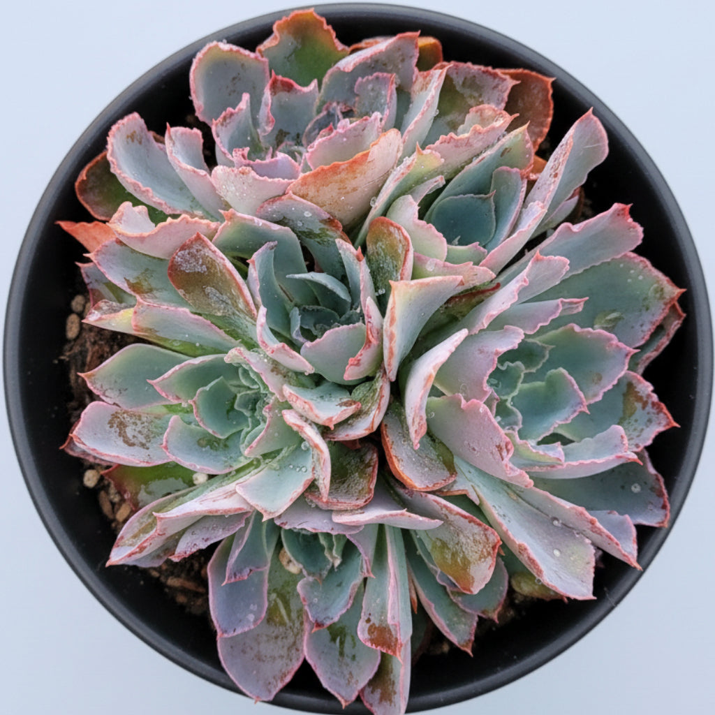 echeveria neon breaker succulent Echeveria 'Neon Breakers'