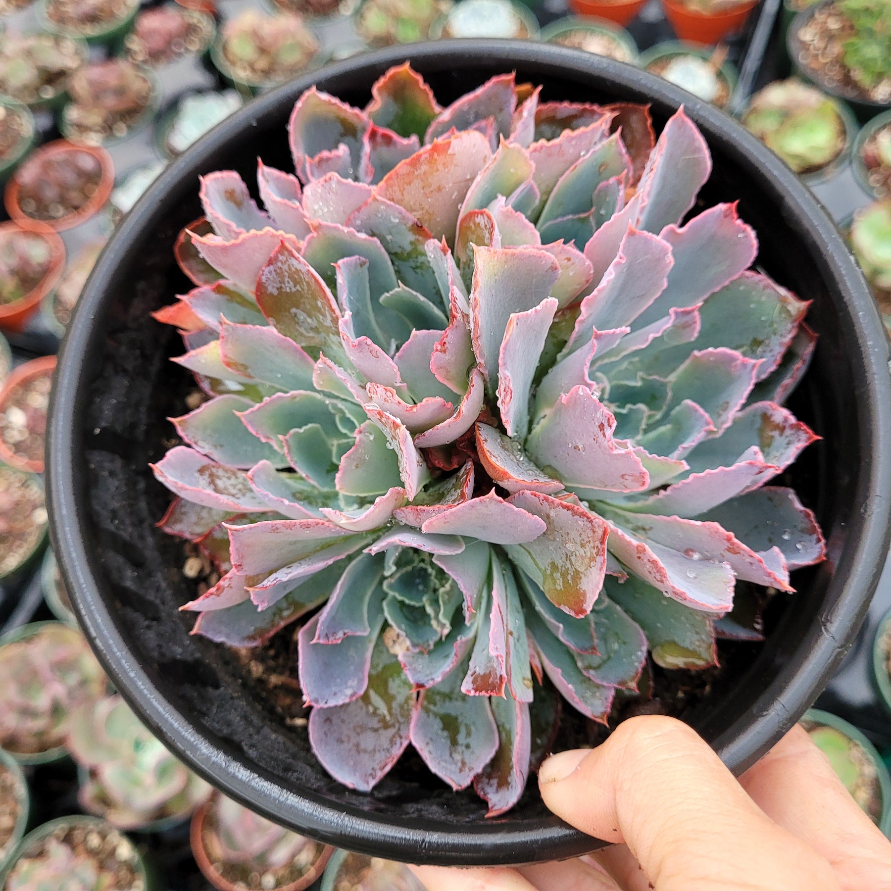 echeveria neon breaker succulent Echeveria 'Neon Breakers'