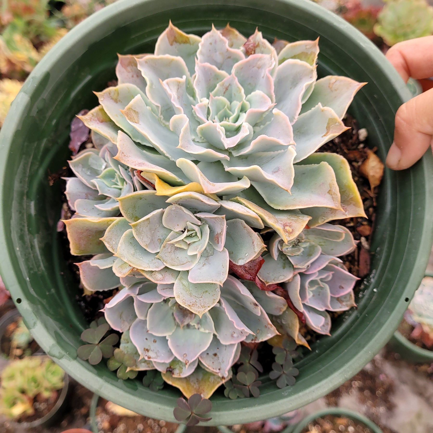 domingo succulent Echeveria 'Domingo'