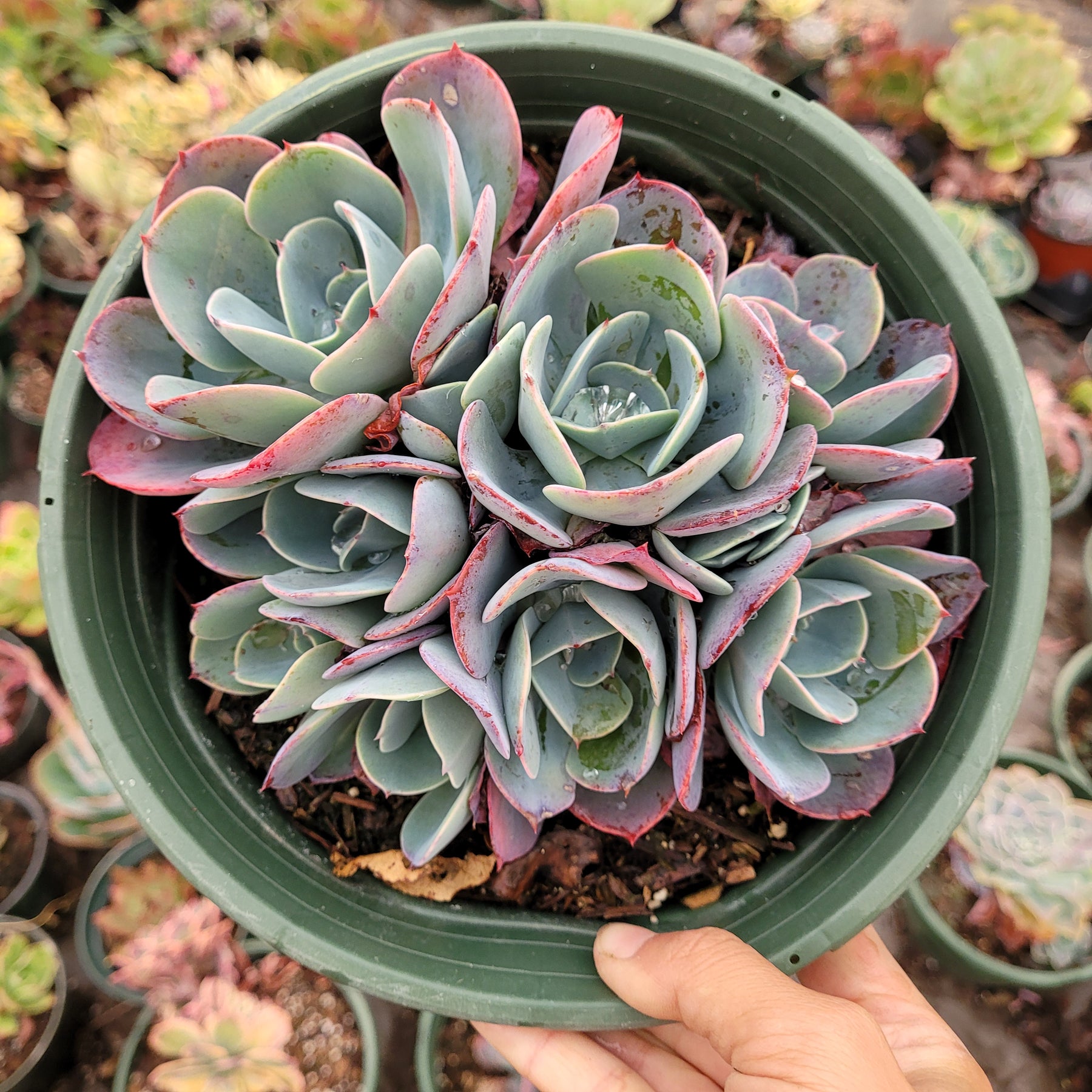 grey blue succulents Echeveria 'Blue Sky'