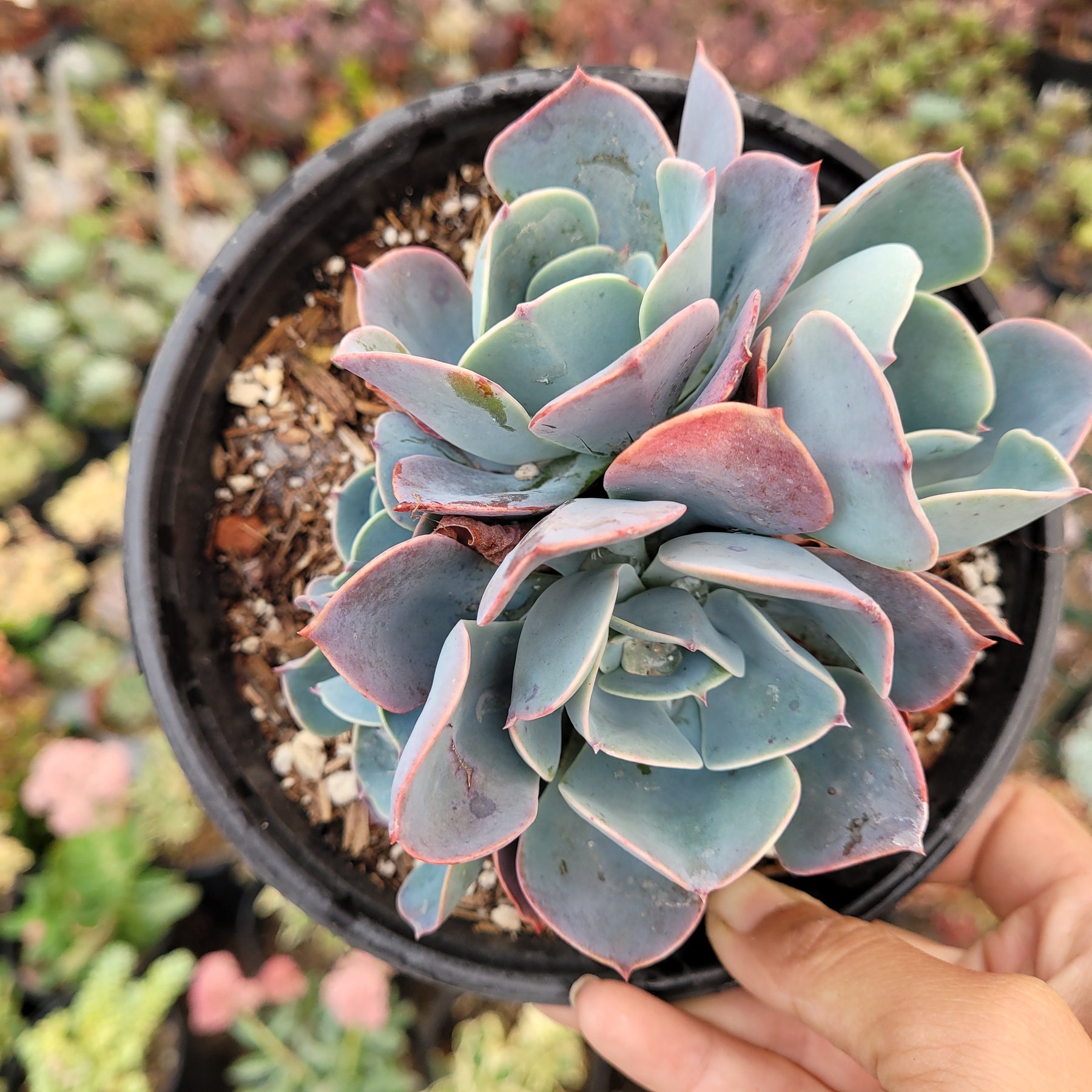 blue trailing succulent Echeveria 'Blue Sky'