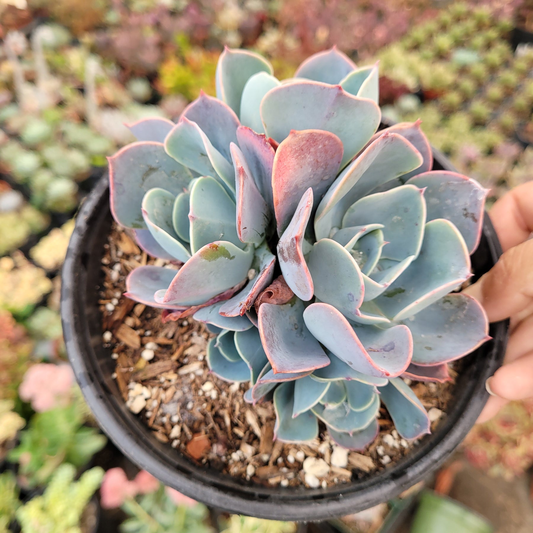echeveria blue sky succulent plant Echeveria 'Blue Sky'