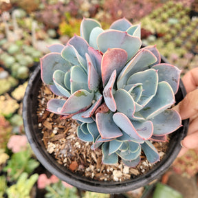 Echeveria 'Blue Sky' - Succulents Depot