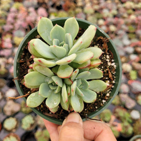 Echeveria Salmon