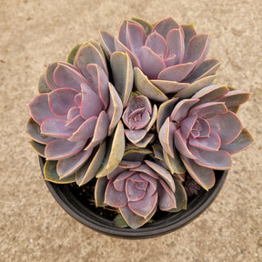 Echeveria 'Perle von Nurnberg' - Succulents Depot